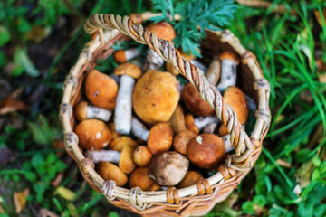 wicker basket with mushrooms in green grass, autumn, nature, dry leaves