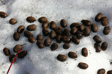 fresh elk droppings on spring snow