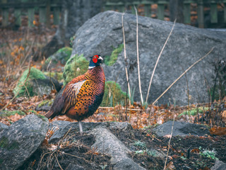 pheasant in flight