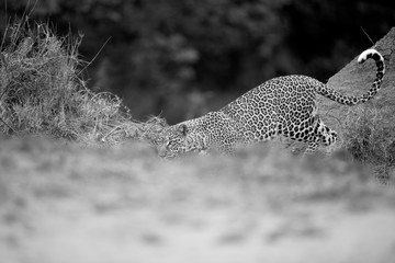 A leopard coming out from bushes at Masai Mara, Kenya
