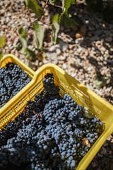 Box of grapes at harvest