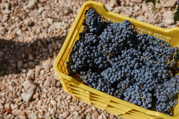 Box of grapes at harvest