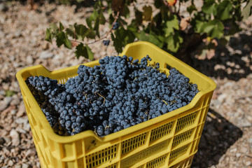 Box of grapes at harvest