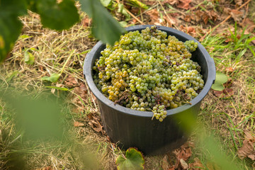 Black basket with white grapes in the agricultural field.