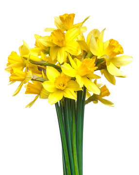 Beautiful bouquet of flowers a daffodils isolated on white background
