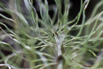 unusual structure of dried horsetail leaves on a dark background