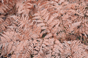  texture of yellowed dried leaves of a large fern