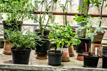 old orchard-house indoor with exotic green plants