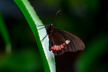 Closeup  Common Mormon, Papilio polytes, beautiful butterfly in a summer garden
