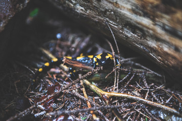 Fire Salamander in Forest