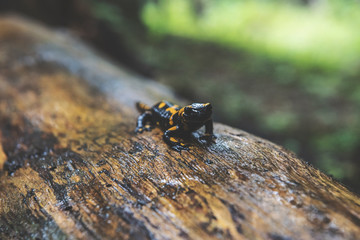 Fire Salamander in Forest