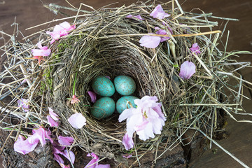 Easter holiday concept. Blackbird's eggs in the nest top view