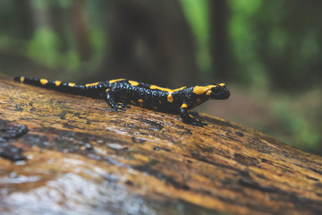 Fire Salamander in Forest