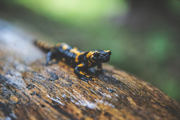 Fire Salamander in Forest