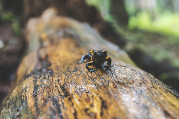 Fire Salamander in Forest