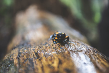 Fire Salamander in Forest