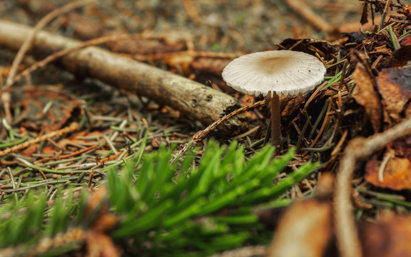 dapperling mushroom on forest floor with tree needles