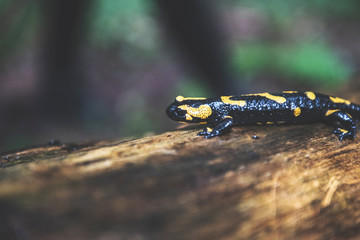 Fire Salamander in Forest