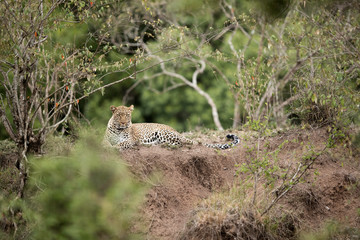 A leopard relaxing in its habitat, Masai Mara, Kenya