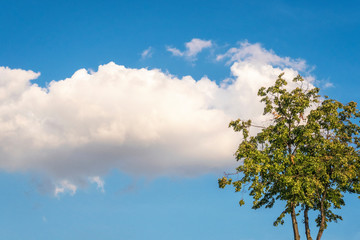 White cloud and a tree against blue sky on a sunny summer day.