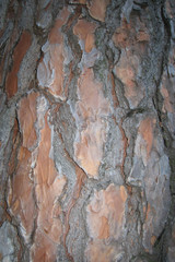 Tree bark. Background
