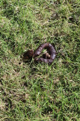 Poo