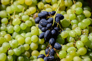 Group of fresh blue and white grapes available for sale at a street food market, natural background, soft focus