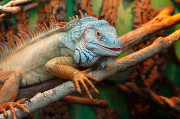 iguana lizard close up (Iguana iguana)