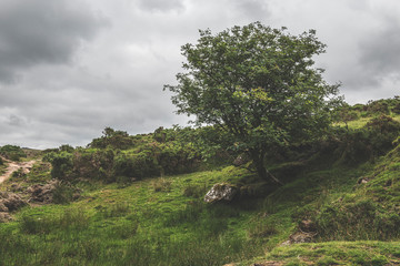 Obraz premium The Path to Wistmans Wood