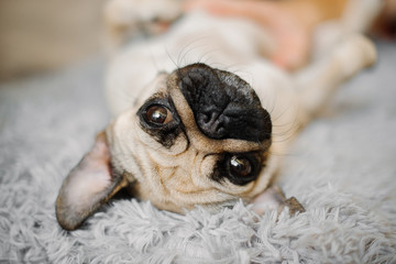 sad yellow pug looking sitting on a pouf grey cute