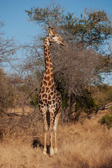 South African Giraffe (Giraffa camelopardalis giraffa)