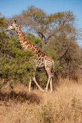 South African Giraffe (Giraffa camelopardalis giraffa)