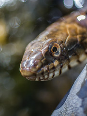 Extreme Close-up of Snake Eye and Face
