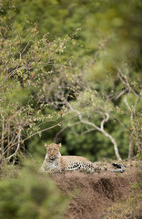 A leopard relaxing in its habitat, Masai Mara, Kenya