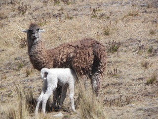 Fototapeta premium Wild alpaca with baby