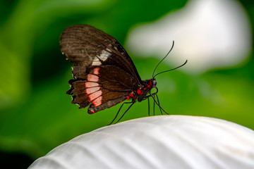 Closeup  Common Mormon, Papilio polytes, beautiful butterfly in a summer garden