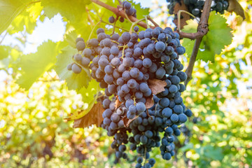 Ripe grapes of Saperavi in a vineyard before harvest, Kakheti, Georgia.