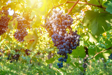 Ripe grapes of Saperavi in a vineyard before harvest, Kakheti, Georgia.