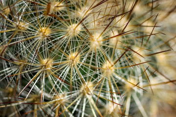 Obraz premium Extreme Close-up of Cactus Spines