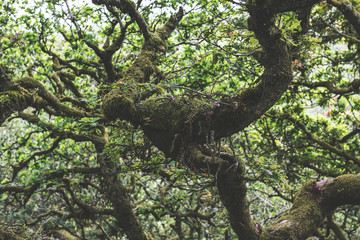 Fototapeta na wymiar Wistmans Wood Forest in Dartmoor National Park