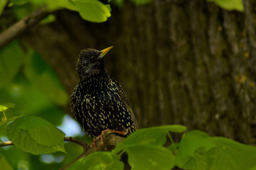 Beautiful bird in its natural habitat  