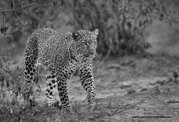 The leopard walking in its habitat, Masai Mara, Kenya