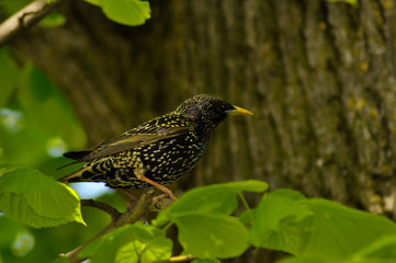 Beautiful bird in its natural habitat  