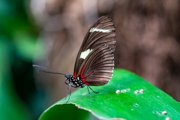 Closeup beautiful butterfly in a summer garden