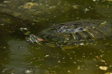 Fototapeta premium Turtle in its natural habitat 