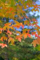 Fall colors - close-up of yellow, red and orange colored leaves on a tree branch.