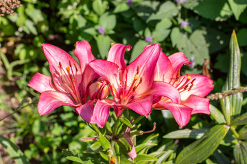 Fototapeta na wymiar Pink lily flower close-up on a background of green foliage. Garden decorative flower red lily