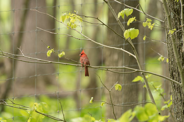 cardinal