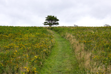 Fototapeta na wymiar A Path Leads Up A Hill And Through A Meadow Toward A Tree On Block Island, Rhode Island, United States Of America