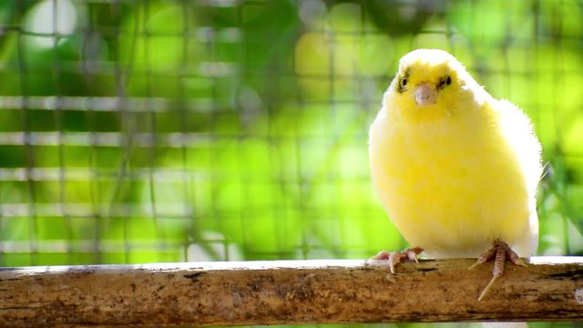 The Atlantic canary bird (Serinus canaria), canaries, island canary, canary, or common canaries birds perched on a wooden stick against lemon trees inside huge cage as captive pet in Spain, 2019.